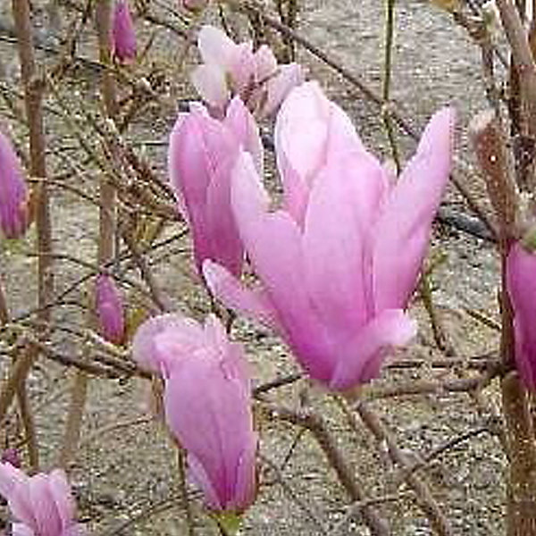 Magnolia 'George Henry Kern' - 60-80 cm pot