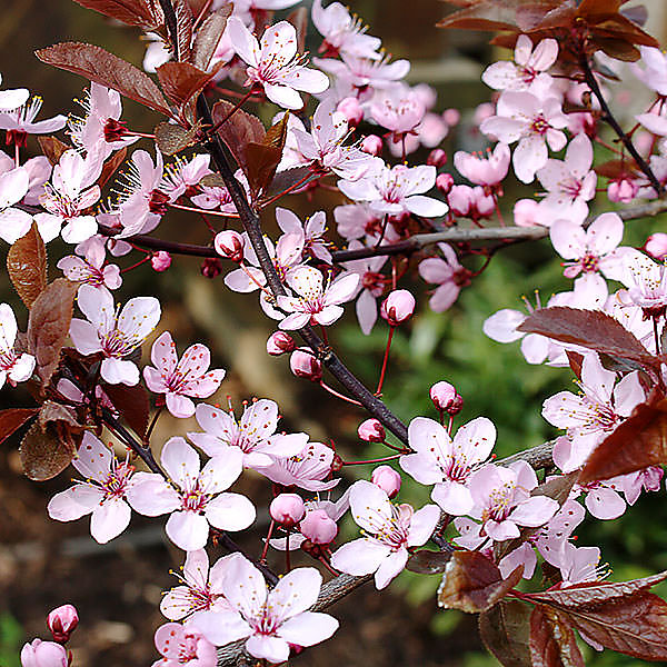 2 x Cerisier à fleurs 'Pissardii' - Prunus cerasifera 'Nigra'- 60-80 cm pot