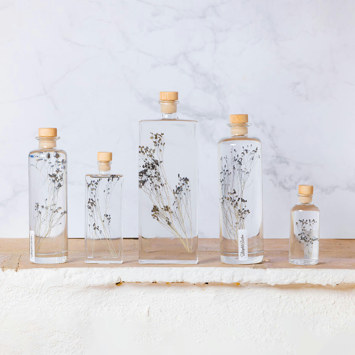 HERBARIUM DE THEOPHILE - Plante immergée Broom bleu