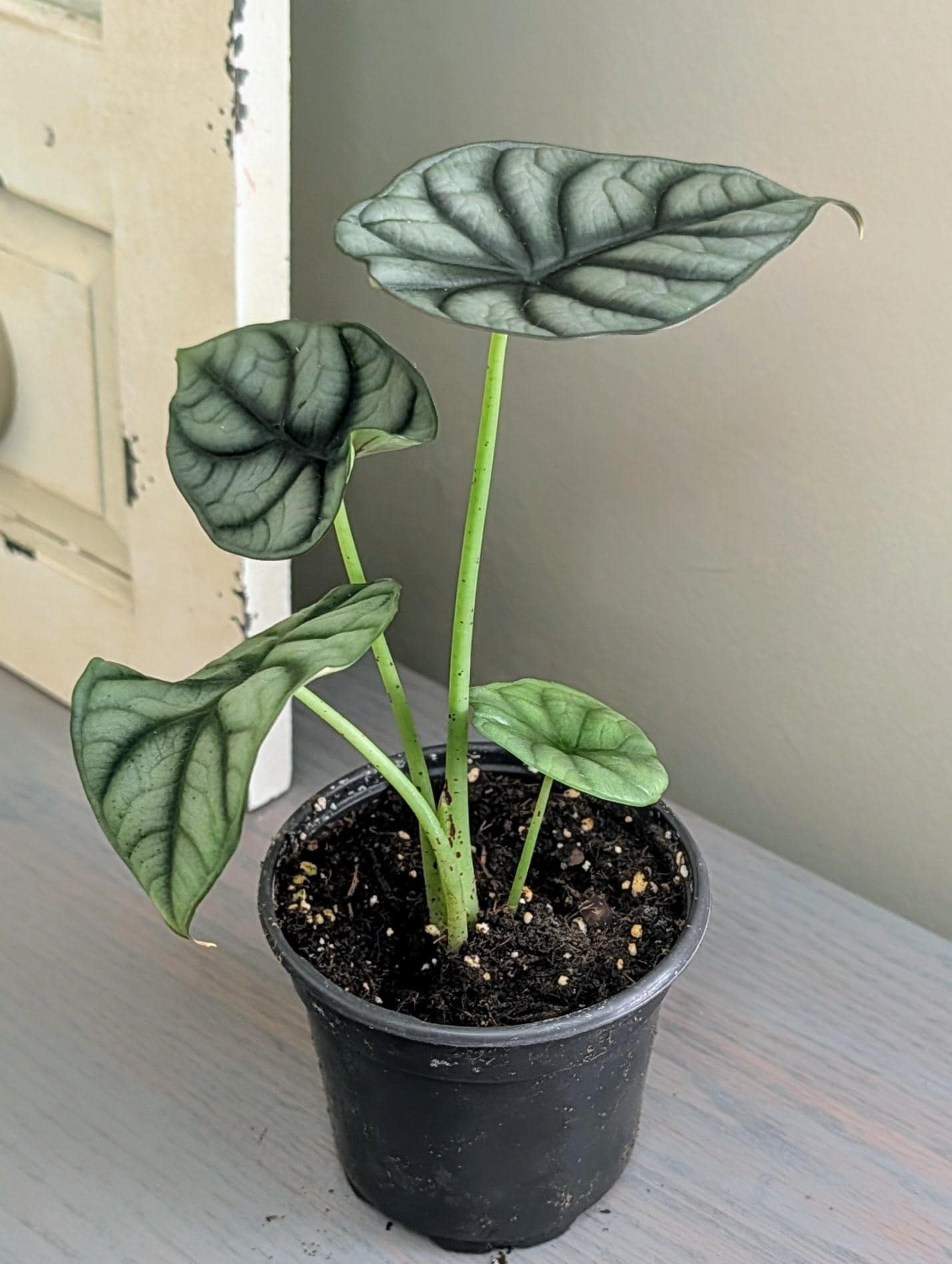 Alocasia White Dragon 4