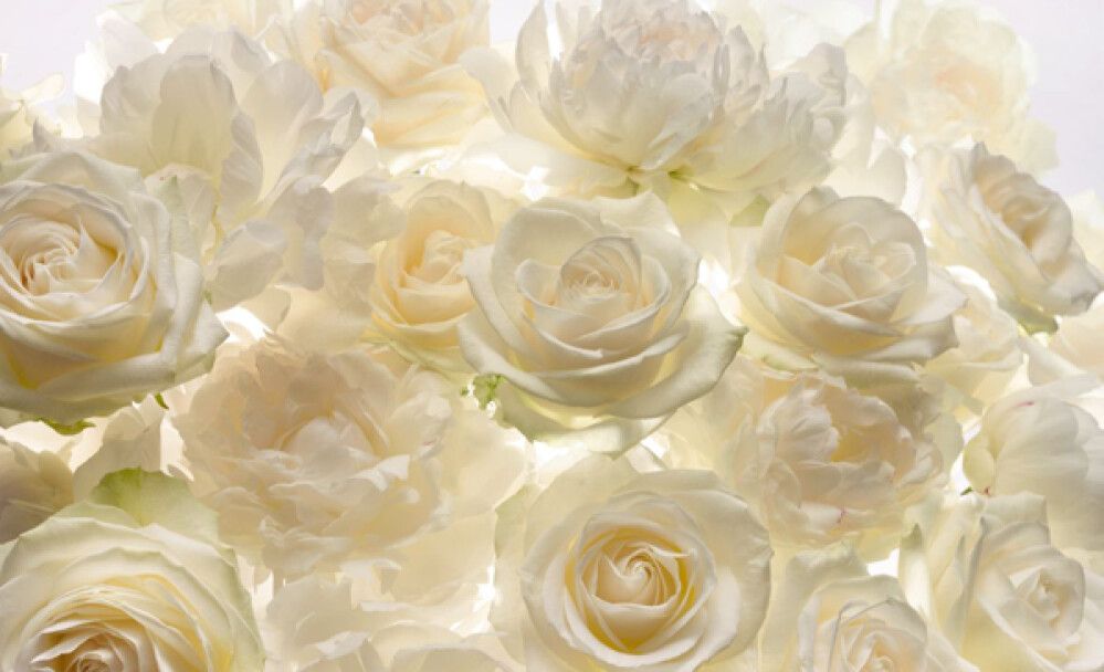 FOTOTAPET SHALIMAR FLORAL NON WOVEN