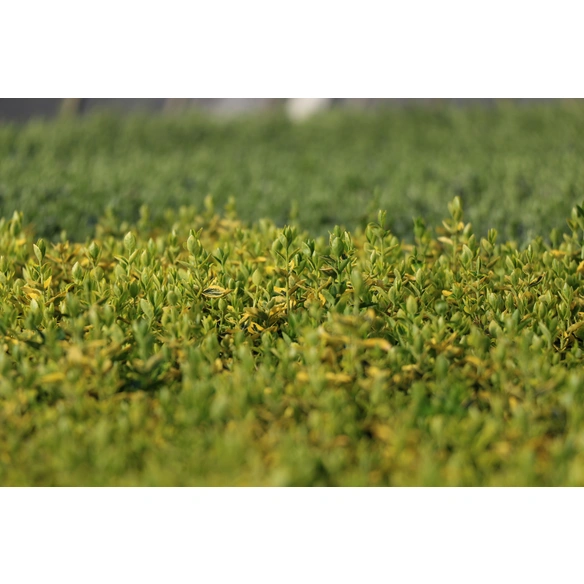 Spindelstrauch, Euonymus fortunei »Emerald Gold«, Blattfarbe: grün/gelb