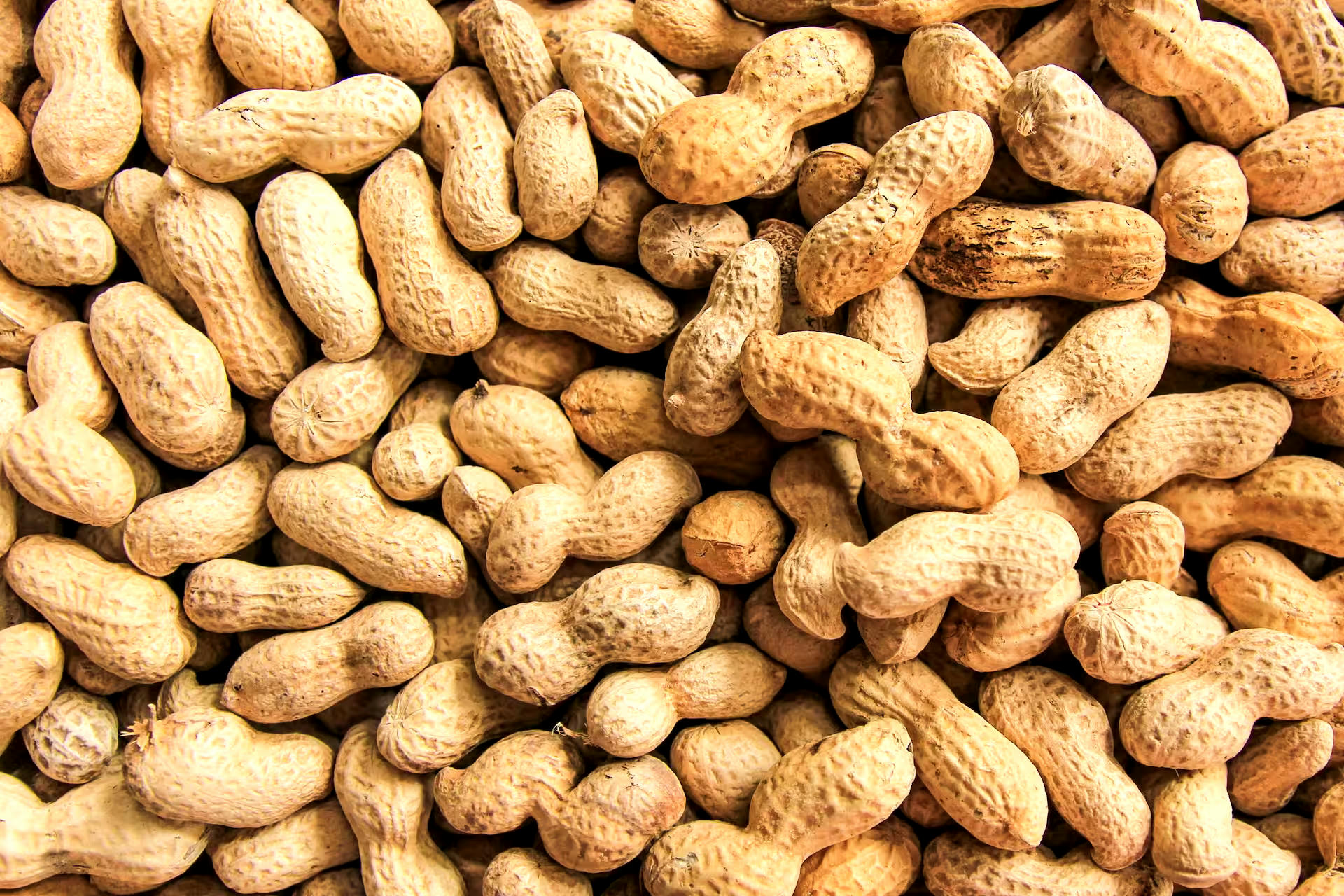 Armstrong Easy Pickens Peanuts-in-Shell Bird Food