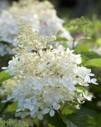 Bulbs are Easy Hydrangea Mega Pearl Shrub, Perennial Plant, 2.3-in Pot