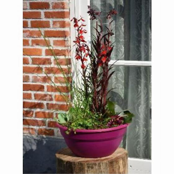 Kit de 3 plantes aquatiques en mini-bassin - Taupe - Moerings