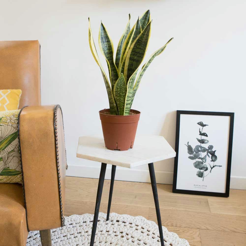 SANSEVIERIA - Sansevieria ou langue de belle mère sans cache-pot