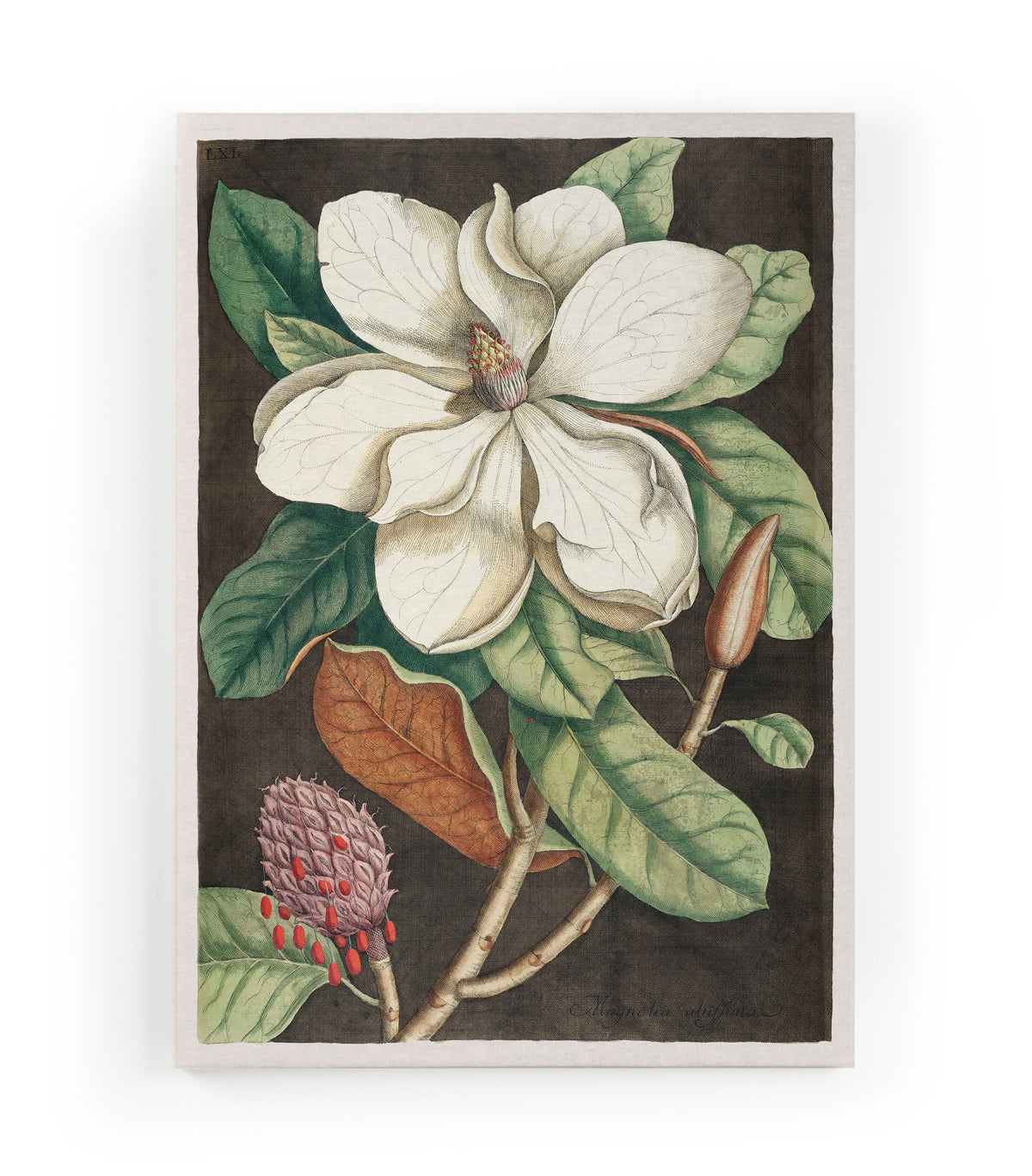 Canvas 60x40 Afdruk Magnolia