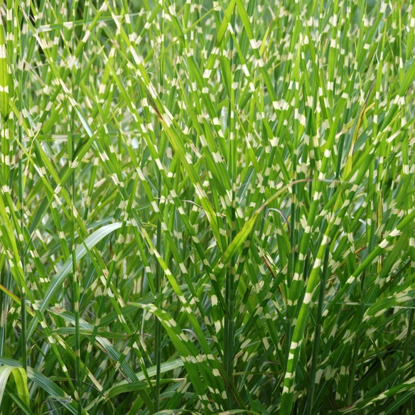 Chinaschilf 'Strictus' Miscanthus sinensis »Strictus«