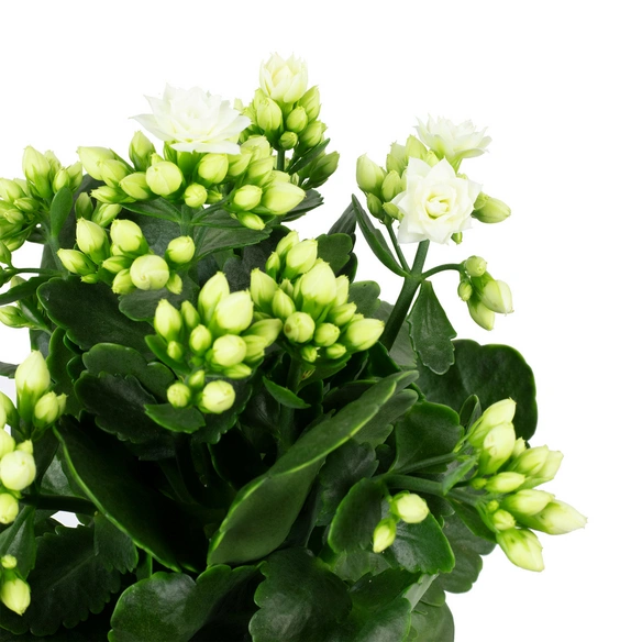 Flammendes Kaethchen, Kalanchoe blossfeldiana »Calandiva«, Blütenfarbe: weiß