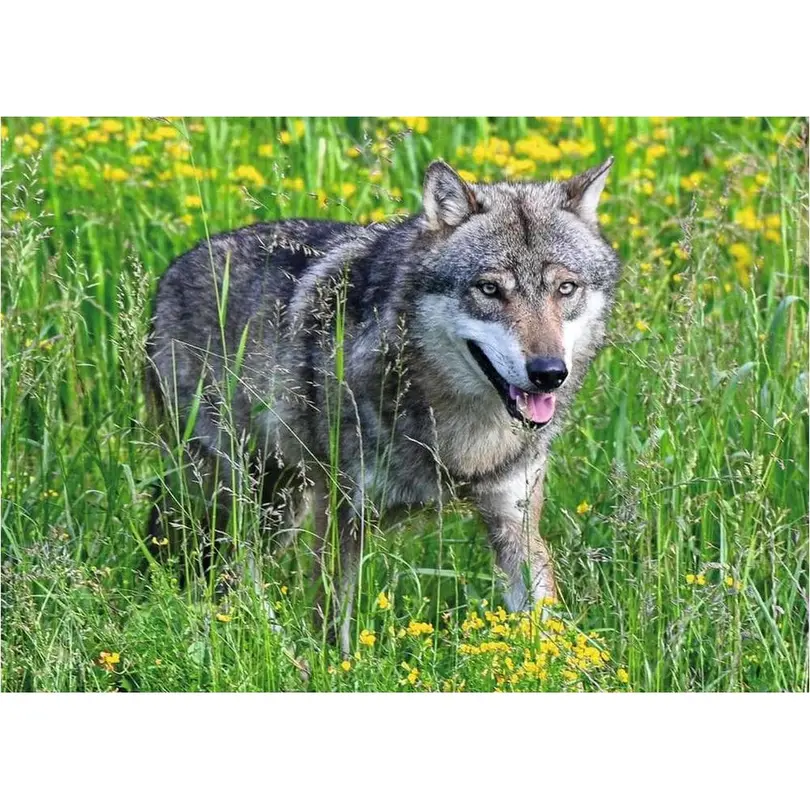 Puzzle Wolf im Natur- und Tierpark Goldau