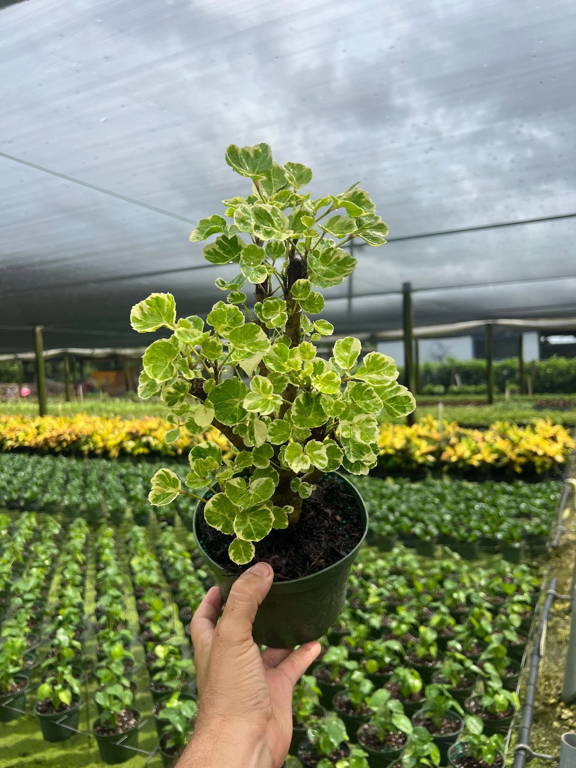 Aralia Balfour Variegated Bonsai Tree | Live Indoor & Outdoor Tropical Houseplant | Home and Office Decor | Easy Care Plant in 4
