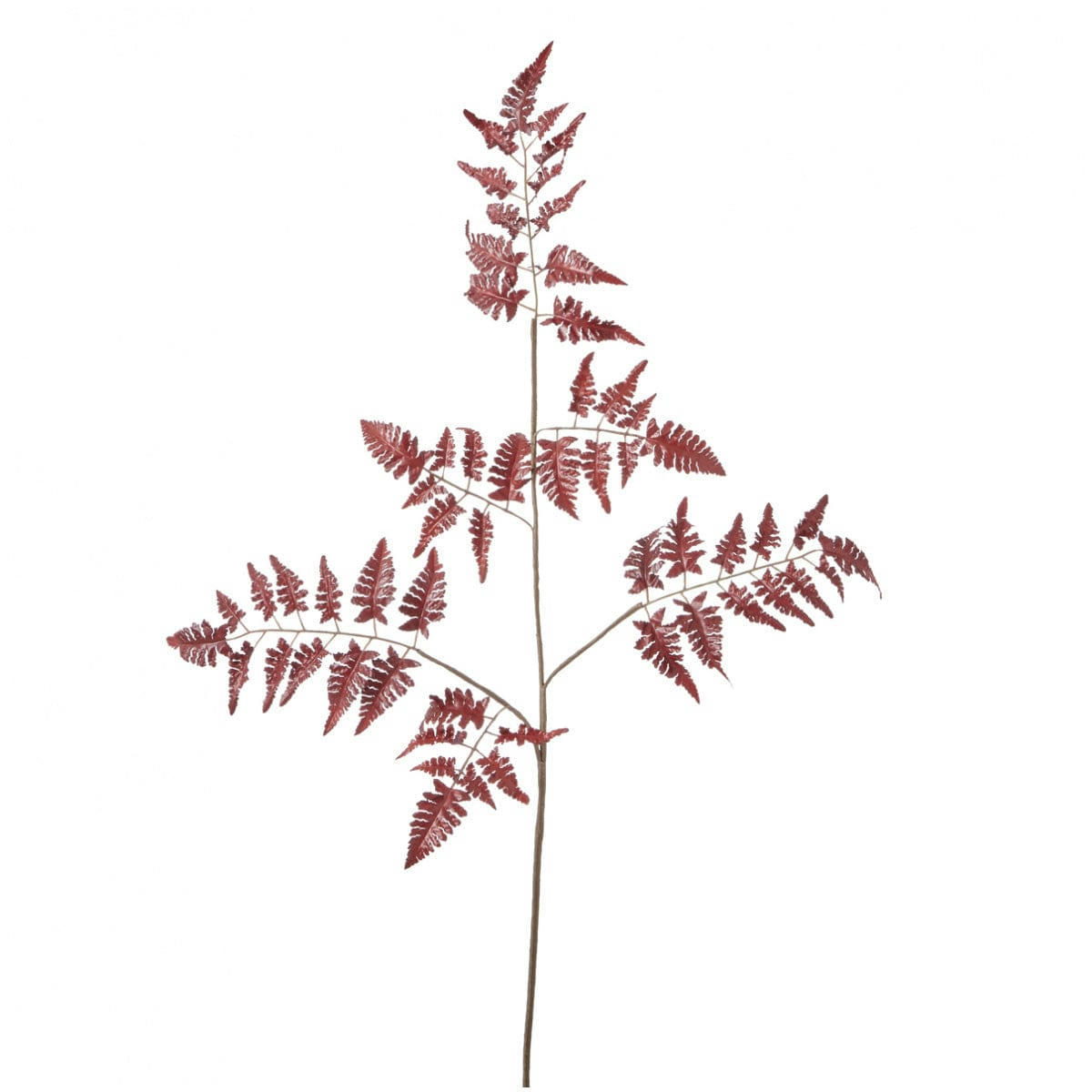 - Tige de fougère H104