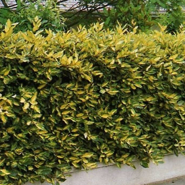 2 x Chalef piquant 'Maculata' - Elaeagnus pungens 'Maculata'- 30-40 cm pot