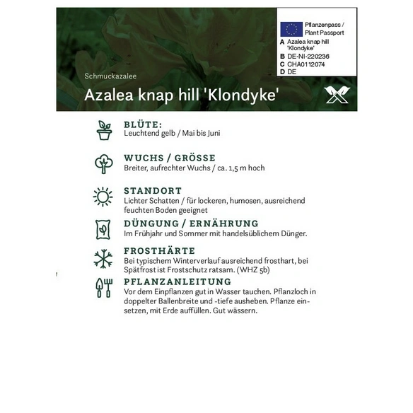 Azalee, Azalea knap hill »Klondyke«, goldgelb, Höhe: 40 - 50 cm