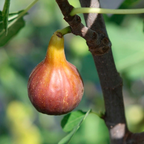 Feigenbaum »Ficus carica«, Morena ®