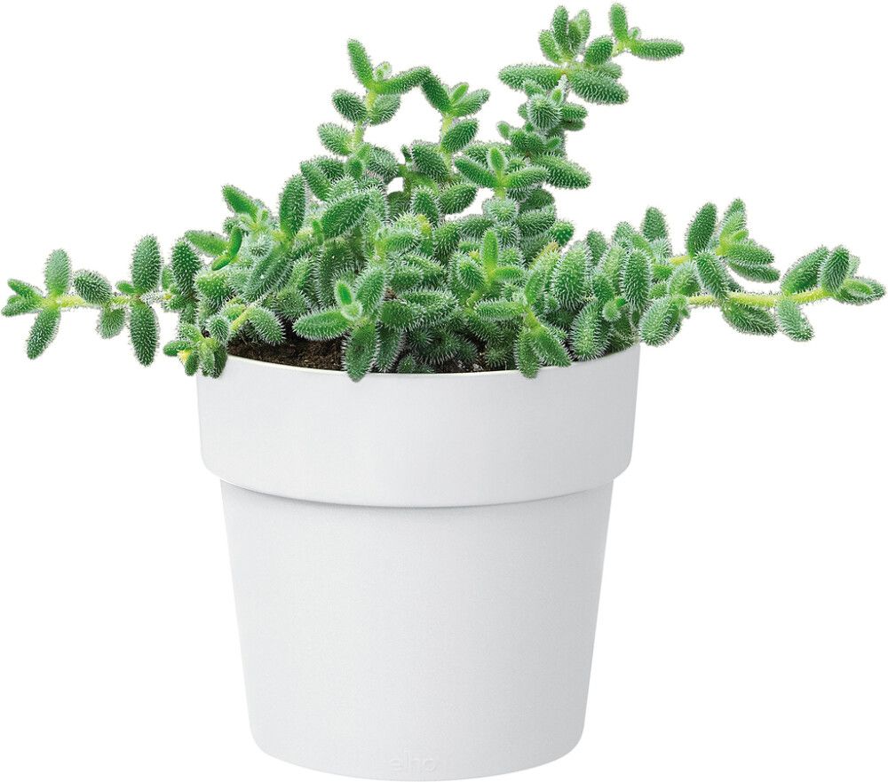 URTEPOTTE ELHO ORIGINAL ROUND MINI HVIT Ø7CM