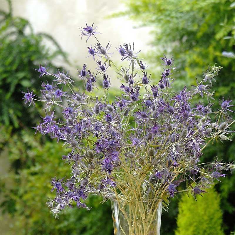 Purpurmartorn 'Purple Sheen'