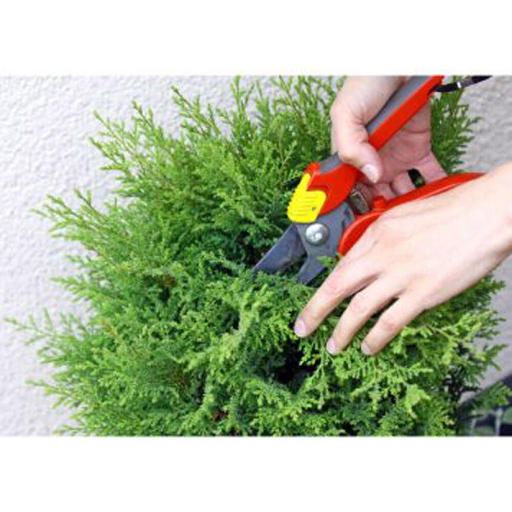 THUJA SMARAGD 80-100 CM POTTE