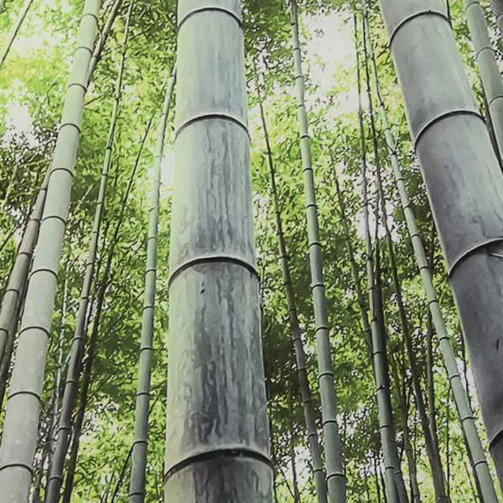 Quadro Vidro Floresta 150x100