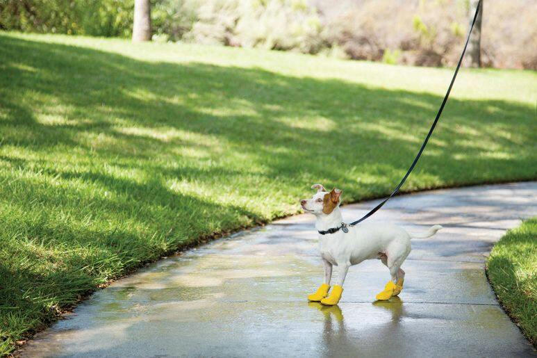 Petco Silicone Dog Boots, Waterproof , Medium, Yellow