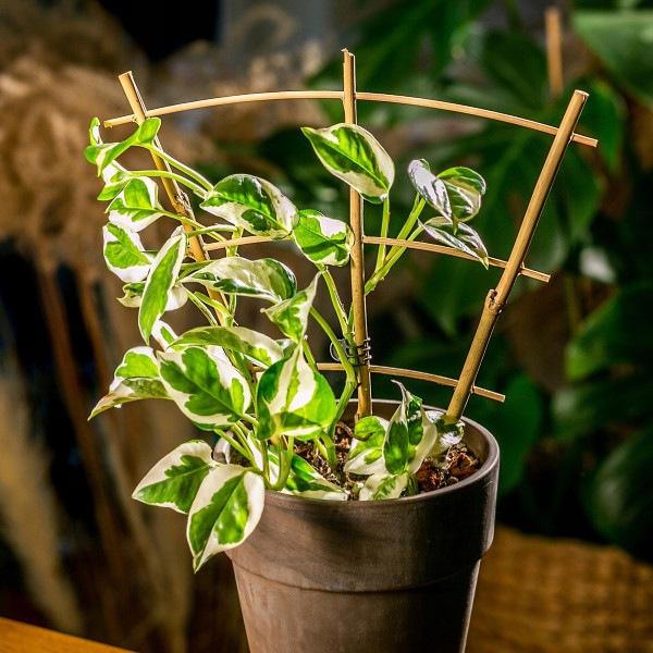 Pergola Podpora Drabinka Bambusowa 26cm 5 szt