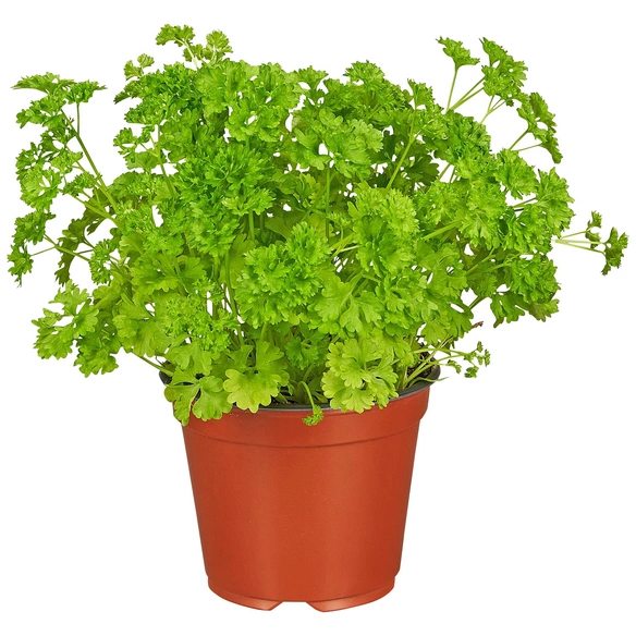 Petersilie, Petroselinum crispum, aktuelle Pflanzenhöhe ca.: 15 cm, im Topf