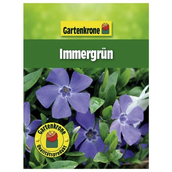 Kleinblättriges Immergrün, Vinca minor, Blattfarbe: grün, Blüte: blau