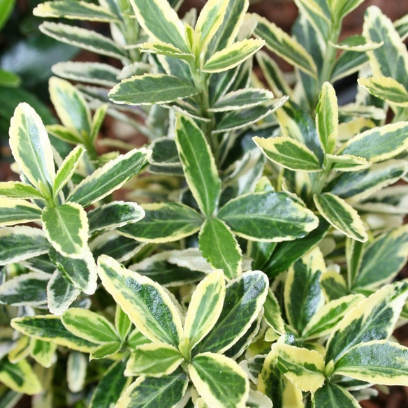 Spindelstrauch, Euonymus japonicus »Microphyllus Aureo«, weiß, winterhart