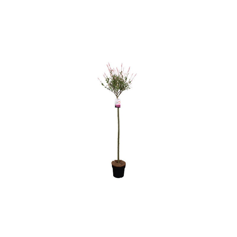 Arbre Salix Flamingo en pot 80 cm