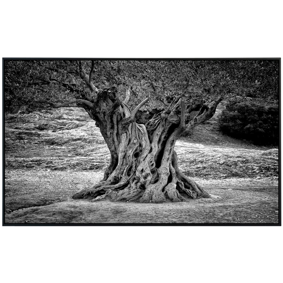 Infrarotheizung »EcoHeat - Baum Schwarz   Weiss«, Matt-Effekt