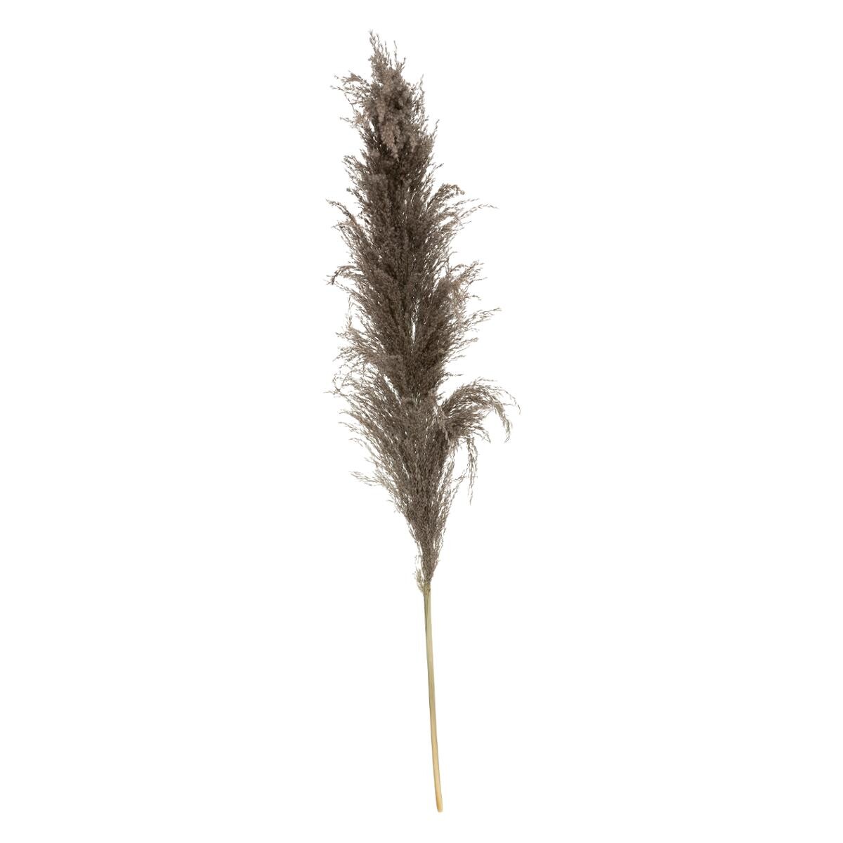 3 dried flowers "Brown Pampa" H.110 cm