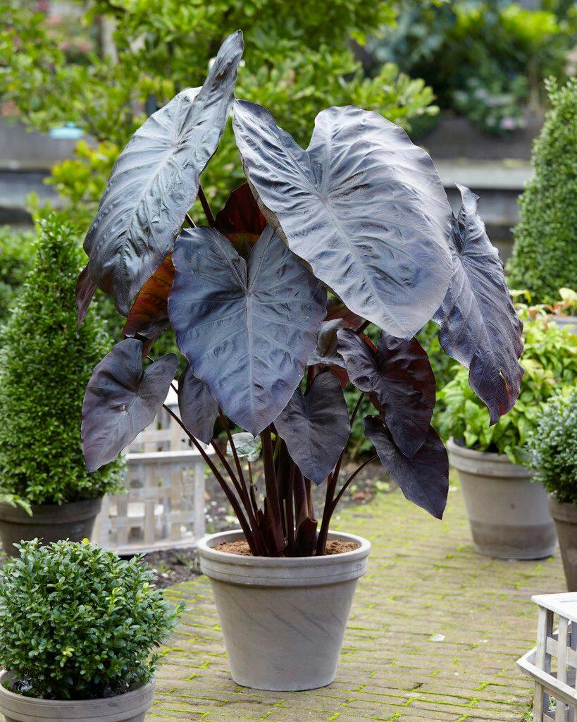 Bulbs Are Easy, Elephant Ear Bulb, Colocasia Cintho Diamond Head, Ready to Plant for your Home Garden