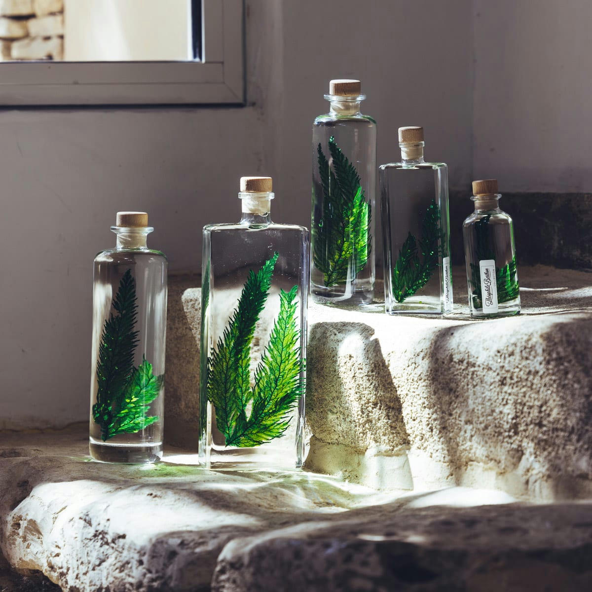 HERBARIUM DE THEOPHILE - Plante immergée Fougère Colombienne