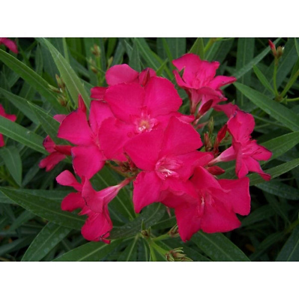 Arbres et plantes - Laurier rose 'claudia' - Pot 15 L - H 140 cm - 150cm - Rose - Extérieur