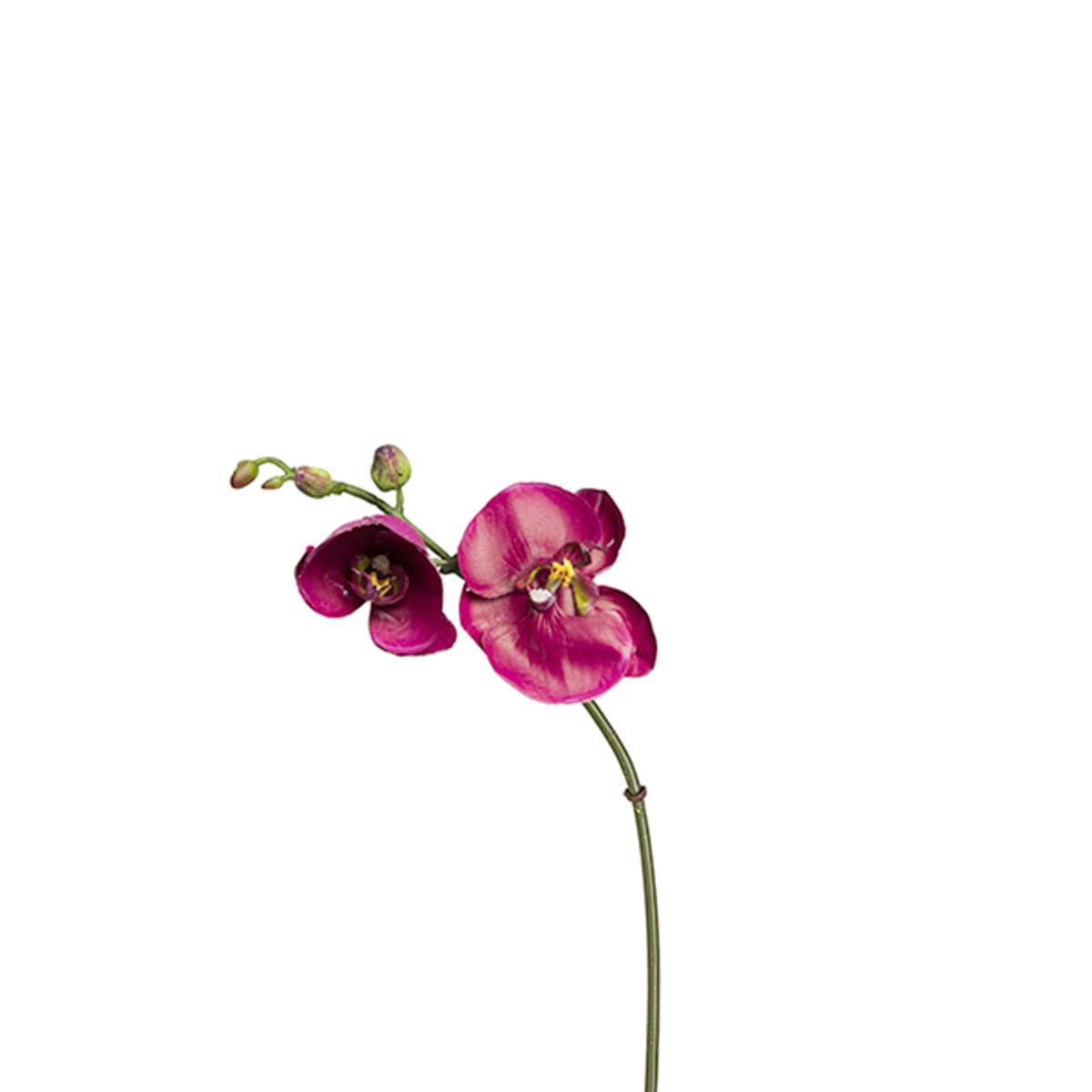 BUDY - Orchidée Phalaenopsis Budy H26cm