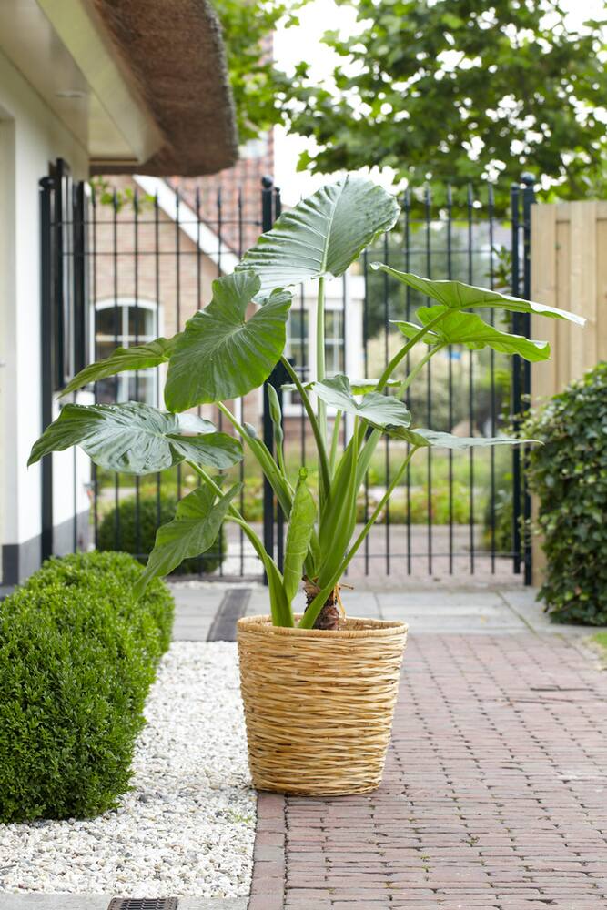 Bulbs Are Easy, Elephant Ear Bulb, Alocasia Cintho Odora, Ready to Plant for your Home Garden