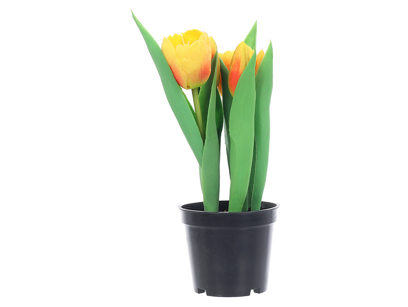 Tulipan w doniczce 24 cm pomarańczowy