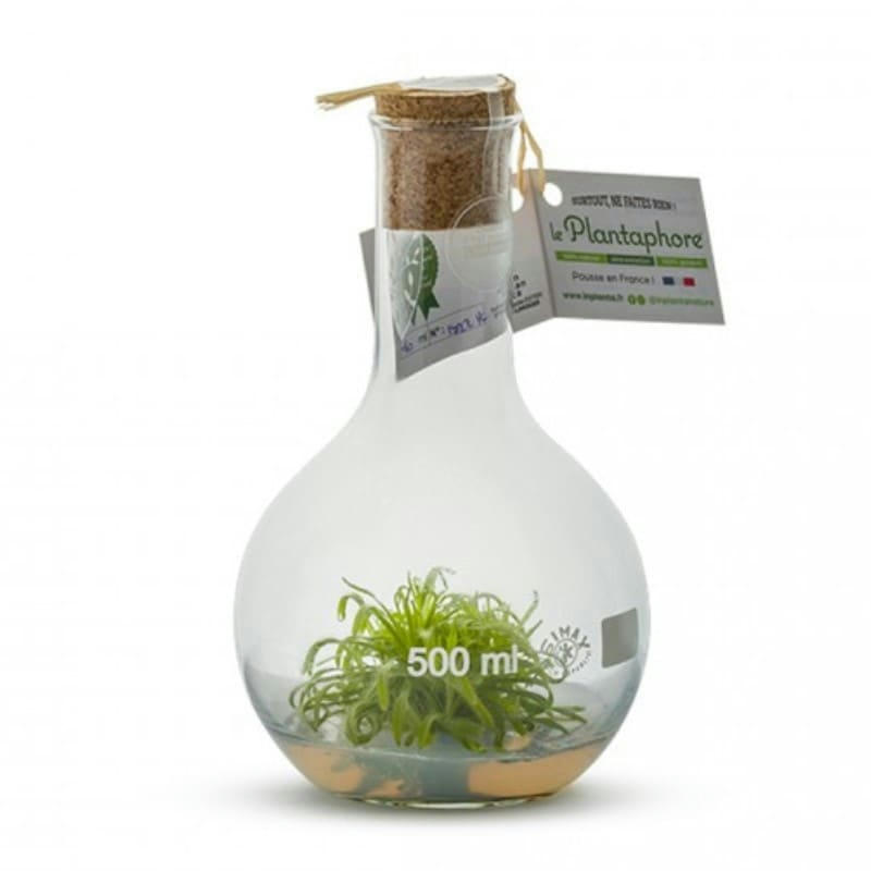 - Plantaphore plante Carnivore Blanc 500ml