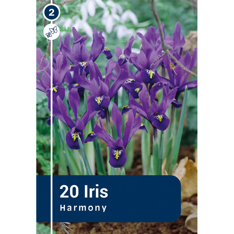 Bulbes d'iris Harmony 20 pièces