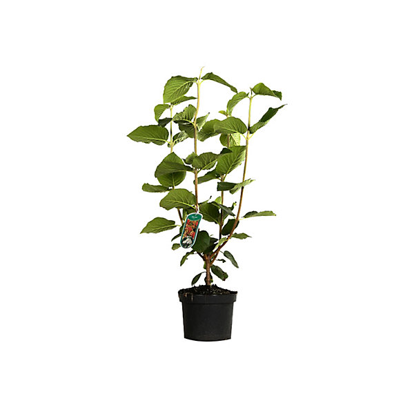 2 x Viorne cotonneuse - Viburnum lantana- 40-60 cm pot
