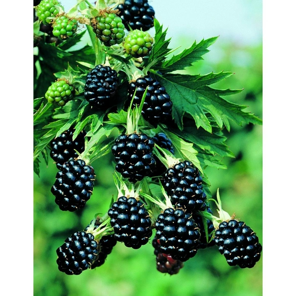 Brombeere, Rubus fruticosus »Loch NessⓈ«, Frucht: schwarz, zum Verzehr geeignet