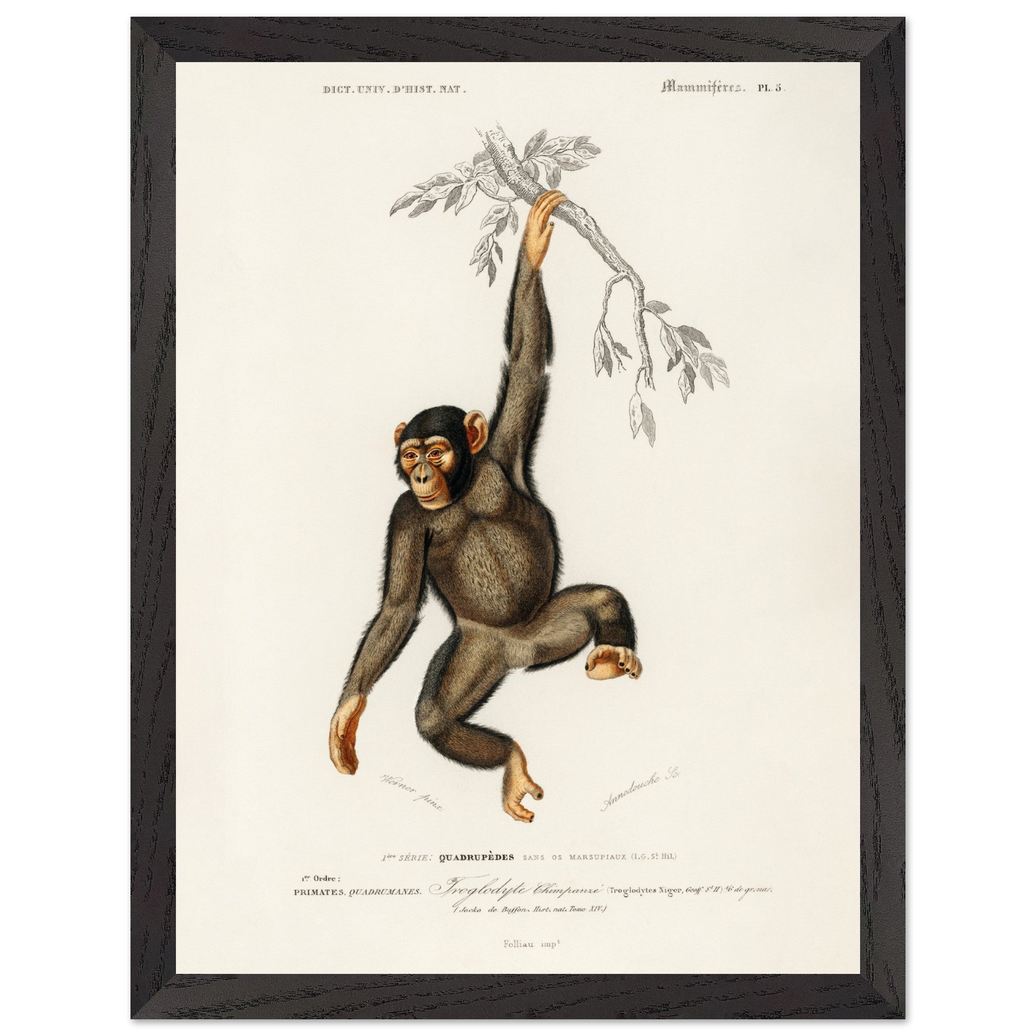 Artfulprints Poster met Lijst Charles Dessalines d'Orbigny - Chimpangze (troglodyte chimpanze)  - 30x40 cm - Bruin