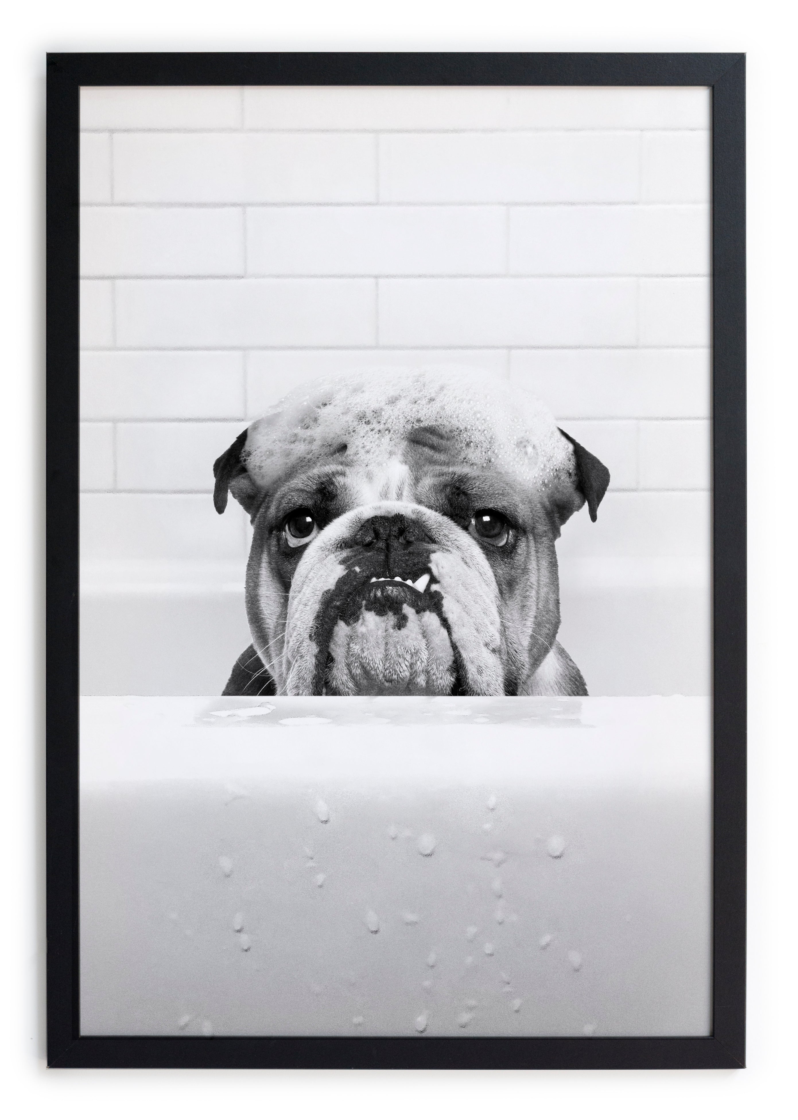 Zwarte lijst met kader 40x30 Bulldog in het bad