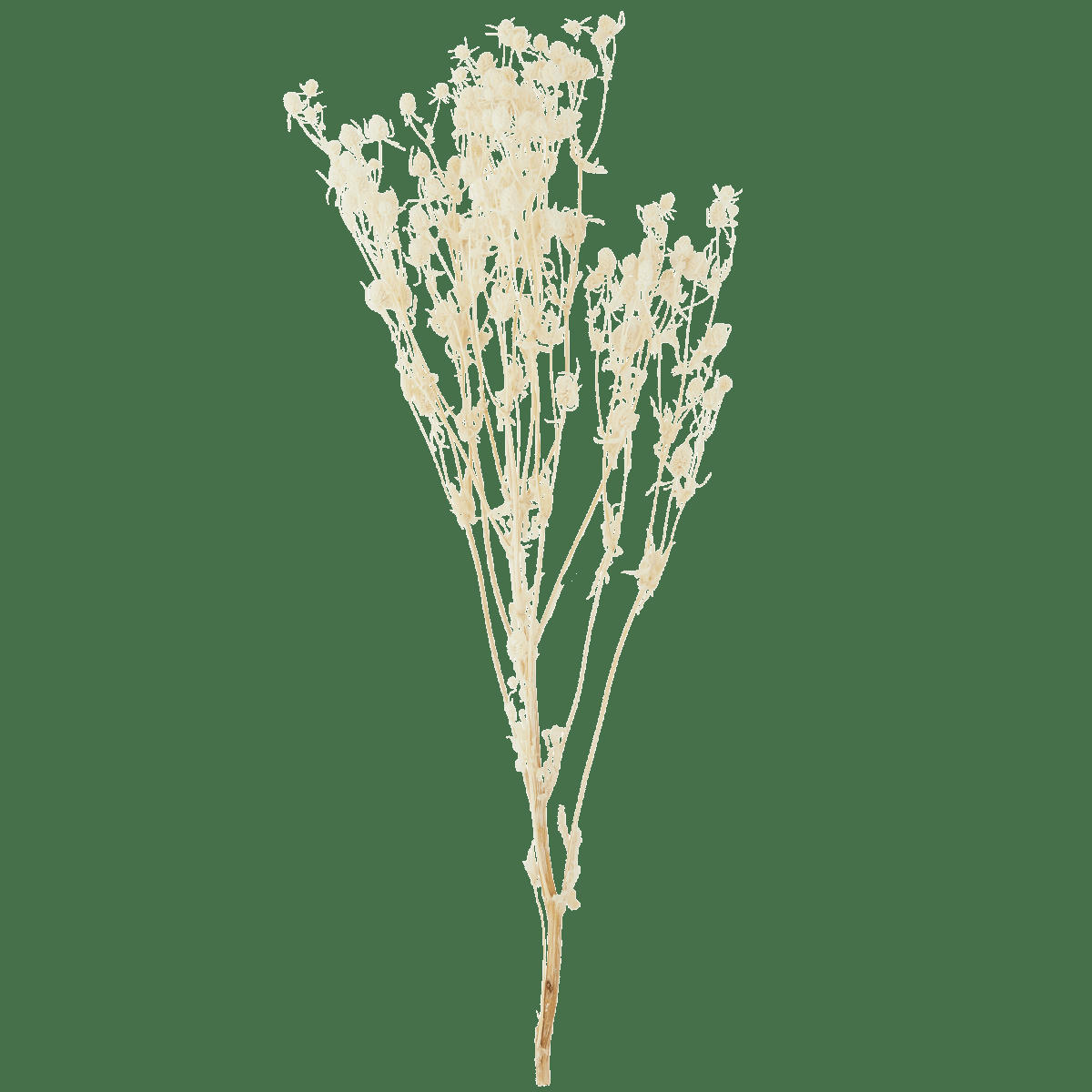 - Fleurs séchées blanc cassé H50cm