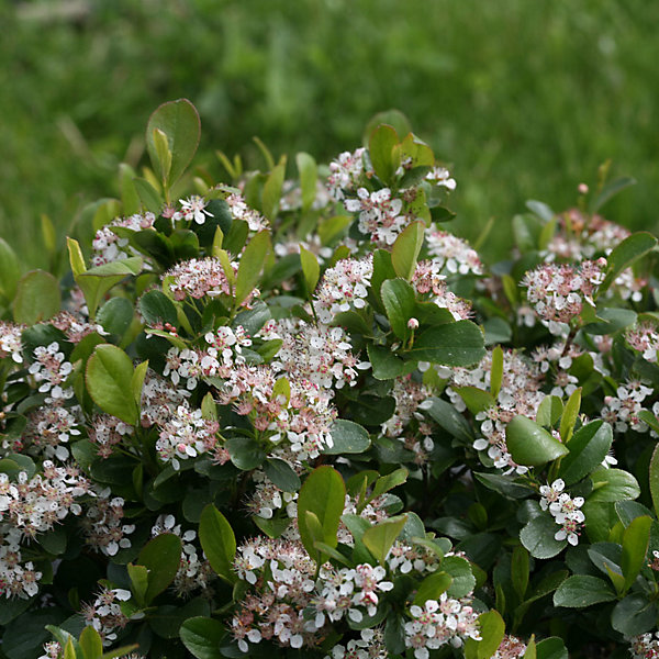 2 x Aronie à fruits noirs - Aronia melanocarpa- 40-60 cm pot