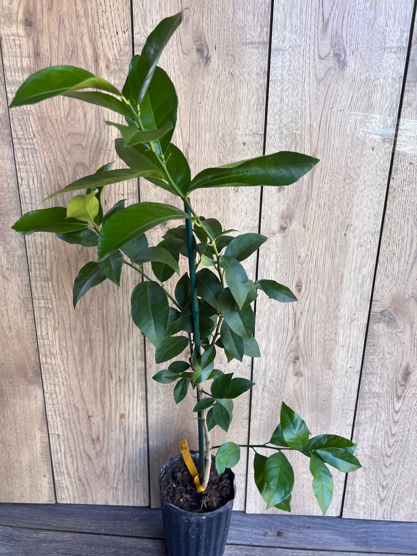 Meyer Lemon in half Gallon Pot, no shipping to ca,az,ak,tx,hi,la,pr,usvi