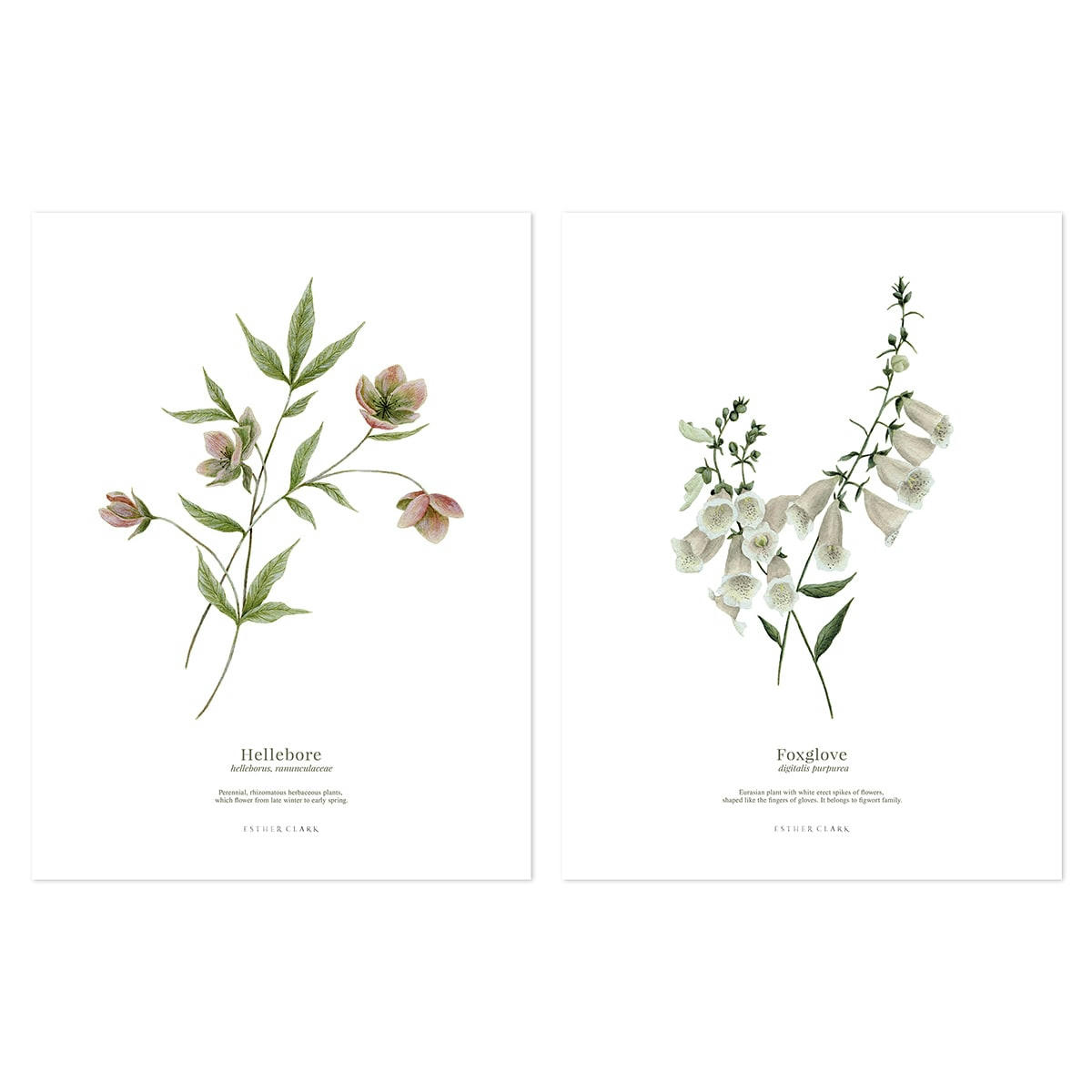 WELLINGTON - Lot 2 affiches enfant fleurs botanique en papier multicolore