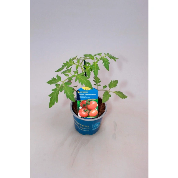Saisonpflanze, Fleischtomate, Kiepenkerl veredelt Fido Midi rot T12