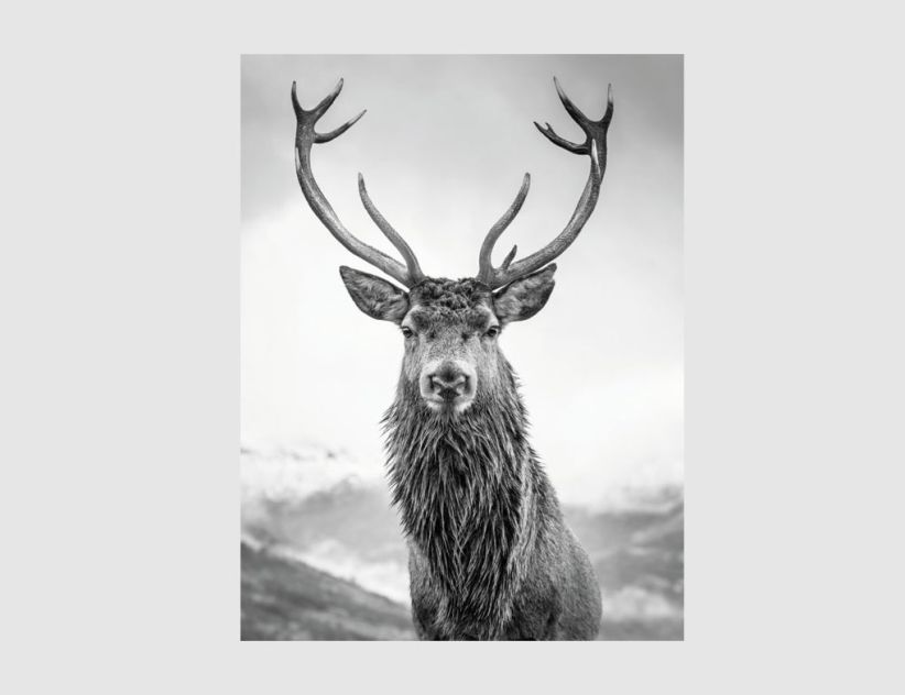 Bild Hirsch Schwarz, Weiß