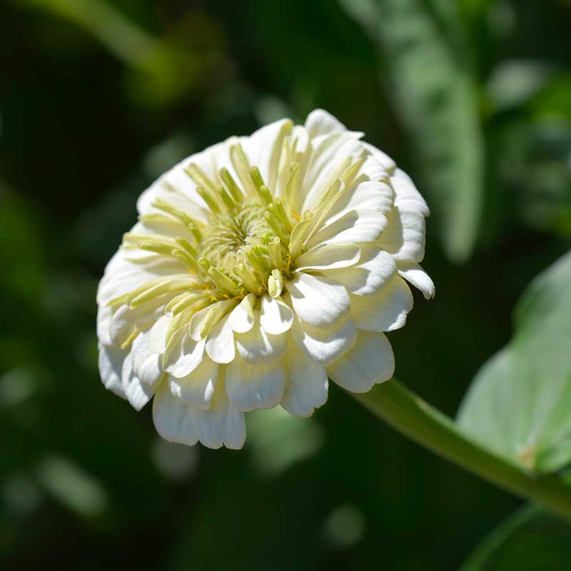 Zinnia 'Polar Bear'